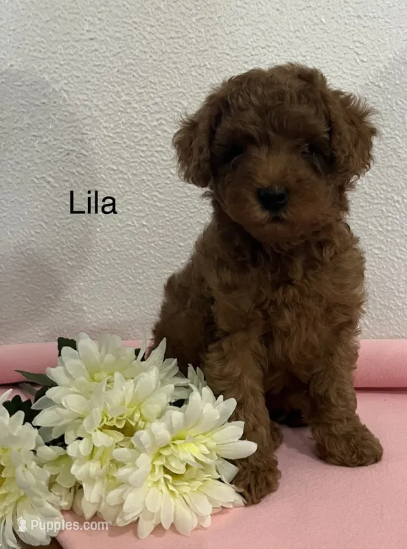 Lila – Cockapoo, Poodle - Miniature  puppy for sale in Chatham, VA