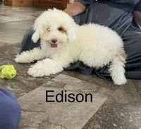 Edison, a male Cockapoo and Poodle - Miniature  for sale in Chatham, VA – Photo 1 of 3