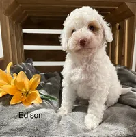 Edison, a male Cockapoo and Poodle - Miniature  for sale in Chatham, VA – Photo 2 of 3