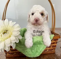 Edison, a male Cockapoo and Poodle - Miniature  for sale in Chatham, VA – Photo 3 of 3