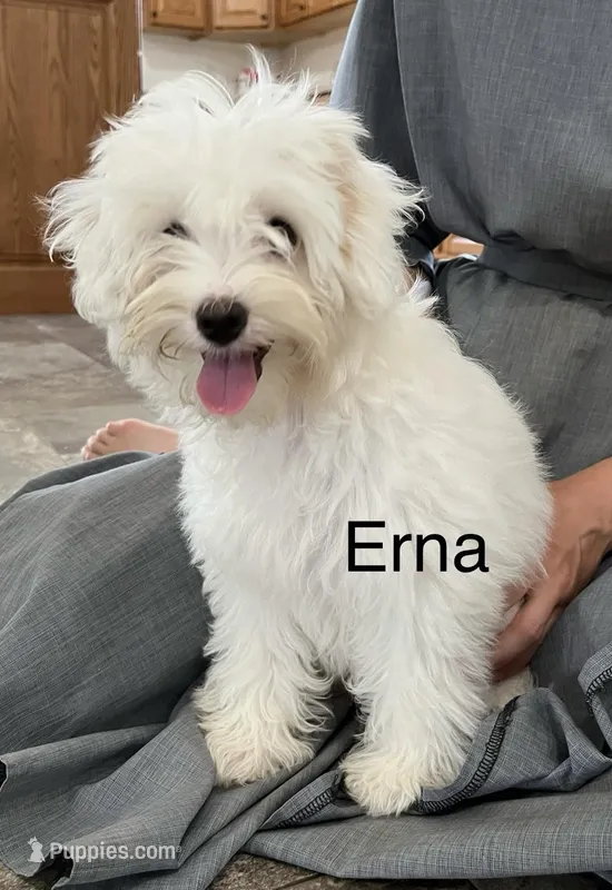 Erna