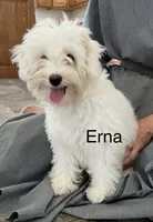 Erna, a female Cockapoo and Poodle - Miniature  for sale in Chatham, VA – Photo 1 of 6