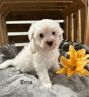 Erna, a female Cockapoo and Poodle - Miniature  for sale in Chatham, VA – Photo 2 of 6