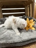 Erna, a female Cockapoo and Poodle - Miniature  for sale in Chatham, VA – Photo 3 of 6