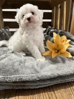 Erna, a female Cockapoo and Poodle - Miniature  for sale in Chatham, VA – Photo 4 of 6
