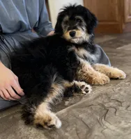 Thane, a male Miniature Aussiedoodle for sale in Chatham, VA – Photo 1 of 3