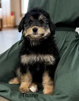 Thane, a male Miniature Aussiedoodle for sale in Chatham, VA – Photo 2 of 3