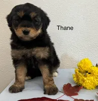 Thane, a male Miniature Aussiedoodle for sale in Chatham, VA – Photo 3 of 3