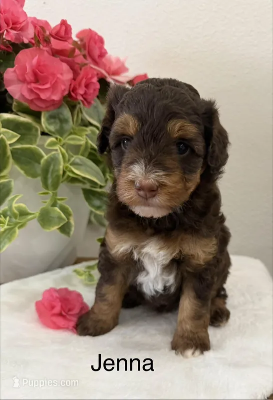 Jenna – Miniature Aussiedoodle puppy for sale in Chatham, VA