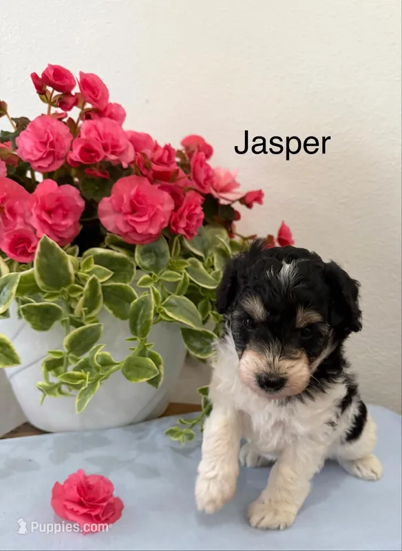Jasper – Miniature Aussiedoodle puppy for sale in Chatham, VA