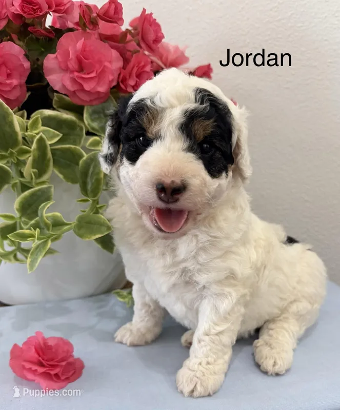 Jordan – Miniature Aussiedoodle puppy for sale in Chatham, VA
