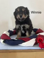 Winnie, a female Miniature Aussiedoodle for sale in Chatham, VA – Photo 2 of 2