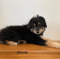 Winnie, a female Miniature Aussiedoodle for sale in Chatham, VA – Photo 1 of 2