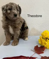 Theodore, a male Miniature Aussiedoodle for sale in Chatham, VA – Photo 2 of 2