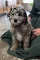 Theodore, a male Miniature Aussiedoodle for sale in Chatham, VA – Photo 1 of 2