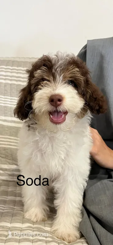Soda, a female Aussiedoodle and Poodle - Miniature  for sale in Chatham, VA – Photo 1 of 2