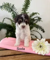 Soda, a female Aussiedoodle and Poodle - Miniature  for sale in Chatham, VA – Photo 2 of 2