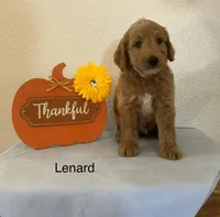 Lenard, a male Miniature Goldendoodle for sale in Chatham, VA – Photo 2 of 3