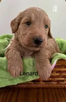 Lenard, a male Miniature Goldendoodle for sale in Chatham, VA – Photo 3 of 3