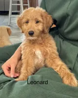 Lenard, a male Miniature Goldendoodle for sale in Chatham, VA – Photo 1 of 3