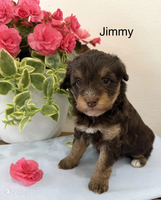 Jimmy – Miniature Aussiedoodle puppy for sale in Chatham, VA