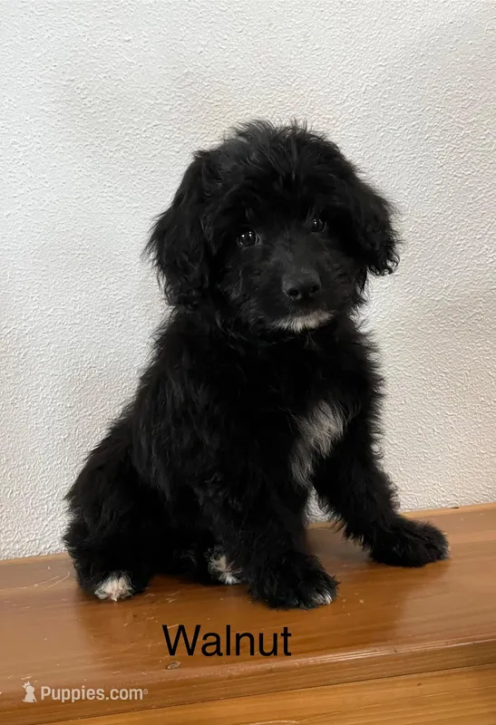 Walnut, a female Miniature Aussiedoodle for sale in Chatham, VA – Photo 1 of 2