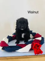 Walnut, a female Miniature Aussiedoodle for sale in Chatham, VA – Photo 2 of 2
