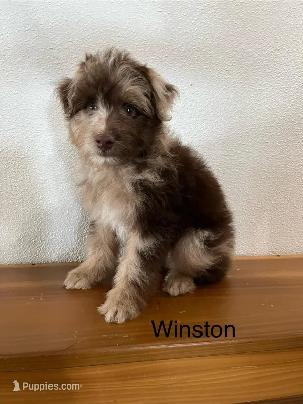Winston, a male Miniature Aussiedoodle for sale in Chatham, VA – Photo 1 of 2