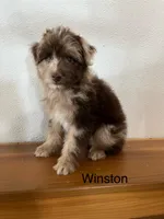 Winston, a male Miniature Aussiedoodle for sale in Chatham, VA – Photo 1 of 2