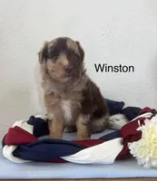 Winston, a male Miniature Aussiedoodle for sale in Chatham, VA – Photo 2 of 2