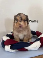 Waffle, a female Miniature Aussiedoodle for sale in Chatham, VA – Photo 2 of 2