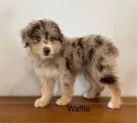 Waffle, a female Miniature Aussiedoodle for sale in Chatham, VA – Photo 1 of 2