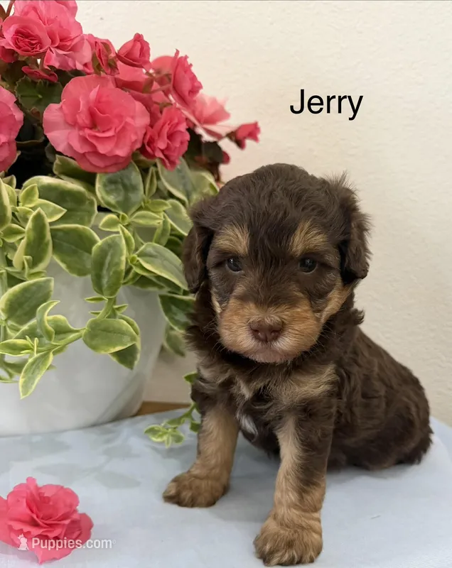 Jerry – Miniature Aussiedoodle puppy for sale in Chatham, VA