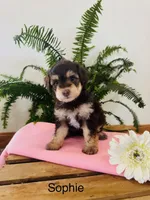 Sophie, a female Aussiedoodle and Poodle - Miniature  for sale in Chatham, VA – Photo 2 of 2