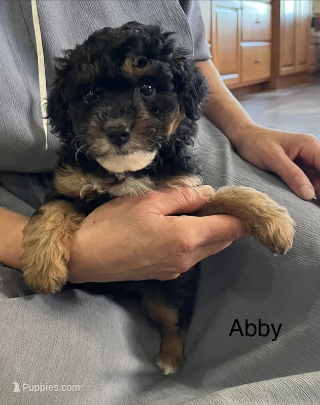 Abby – Poodle - Miniature , Miniature Aussiedoodle puppy for sale in Chatham, VA