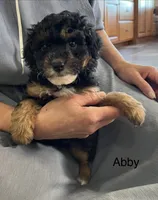 Abby, a female Poodle - Miniature  and Miniature Aussiedoodle for sale in Chatham, VA – 1 of 1
