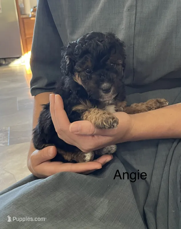Angie – Poodle - Miniature , Miniature Aussiedoodle puppy for sale in Chatham, VA