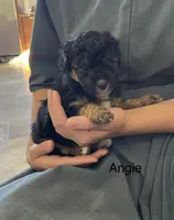 Angie, a female Poodle - Miniature  and Miniature Aussiedoodle for sale in Chatham, VA – 1 of 1