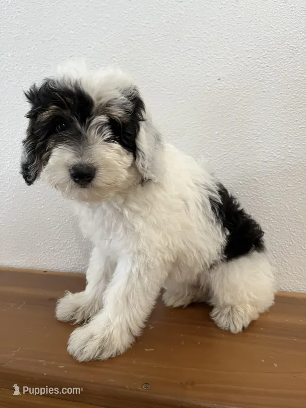 Spot, a male Aussiedoodle and Poodle - Miniature  for sale in Chatham, VA – Photo 1 of 3