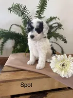 Spot, a male Aussiedoodle and Poodle - Miniature  for sale in Chatham, VA – Photo 3 of 3
