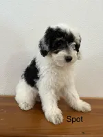 Spot, a male Aussiedoodle and Poodle - Miniature  for sale in Chatham, VA – Photo 2 of 3