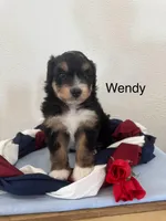 Wendy, a female Miniature Aussiedoodle for sale in Chatham, VA – Photo 2 of 2