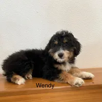 Wendy, a female Miniature Aussiedoodle for sale in Chatham, VA – Photo 1 of 2