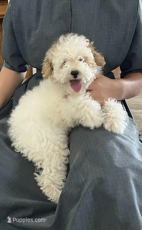Bo – Poodle - Miniature  puppy for sale in Chatham, VA