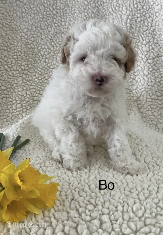 Bo – Poodle - Miniature  puppy for sale in Chatham, VA