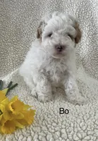 Bo, a male Poodle - Miniature  for sale in Chatham, VA – 1 of 1