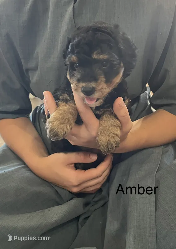 Amber – Poodle - Miniature , Miniature Aussiedoodle puppy for sale in Chatham, VA