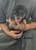 Amber, a female Poodle - Miniature  and Miniature Aussiedoodle for sale in Chatham, VA – 1 of 1