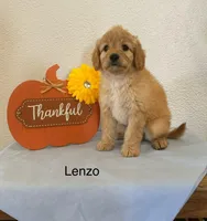 Lenzo, a male Miniature Goldendoodle for sale in Chatham, VA – Photo 2 of 3