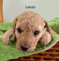 Lenzo, a male Miniature Goldendoodle for sale in Chatham, VA – Photo 3 of 3
